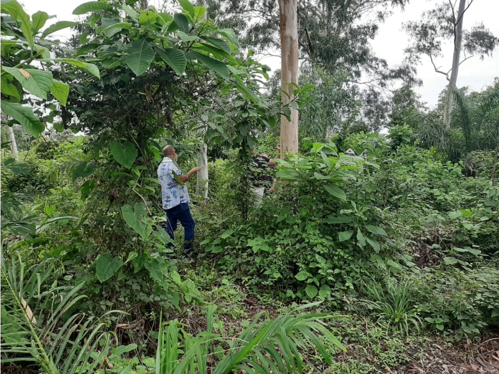 VENTA DE HERMOSO LOTE EN PEDASÍ - LIMÓN - 1