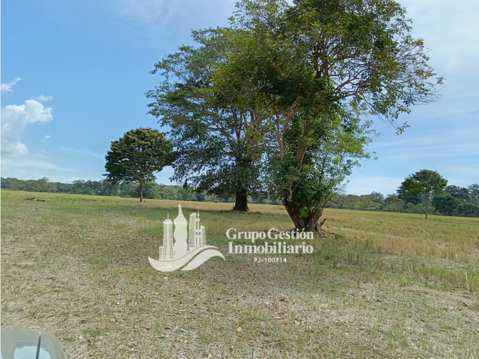 Venta finca 30 hectareas Palmar Puerto Armuelles - 4