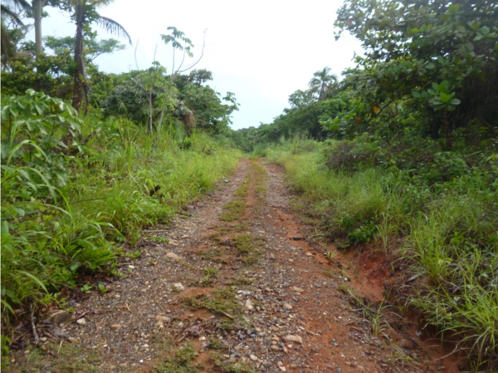 VENDO 2,500 HECTAREAS EN DARIEN - 3