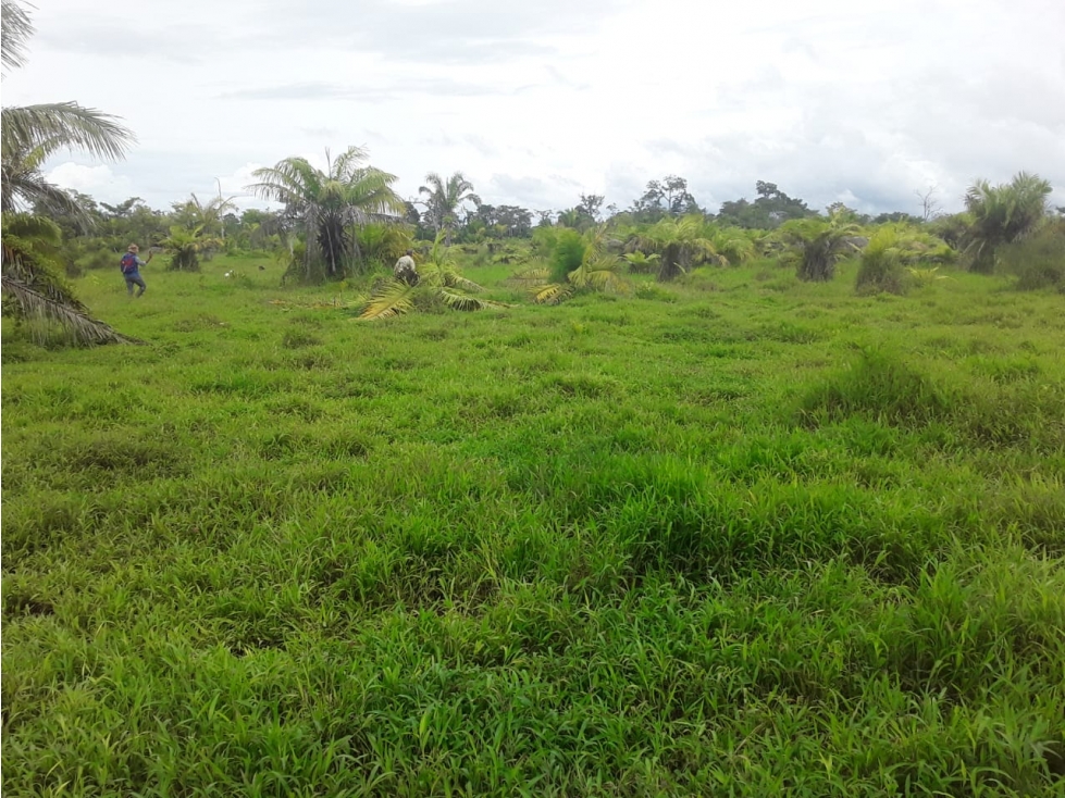 VENDO 2,500 HECTAREAS EN YAVIZA, TIERRA PRODUCTIVA Y ACCESIBLE - 5