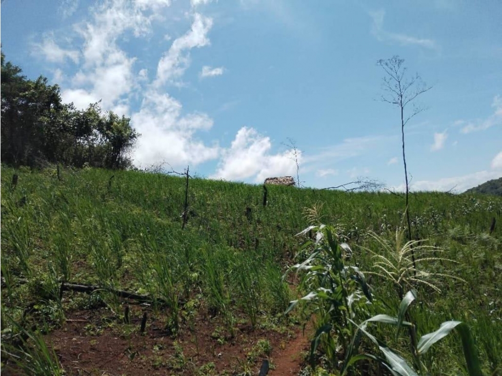 VENTA DE 11 HECTARIAS DE TERRENO EN VERAGUAS - 6