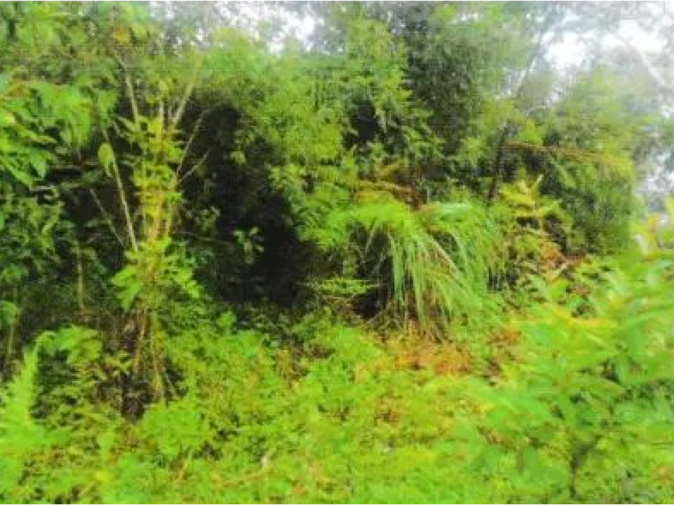 VENTA DE TERRENO EN VERAGUAS - SANTA FE 1 HECTARIA - 5