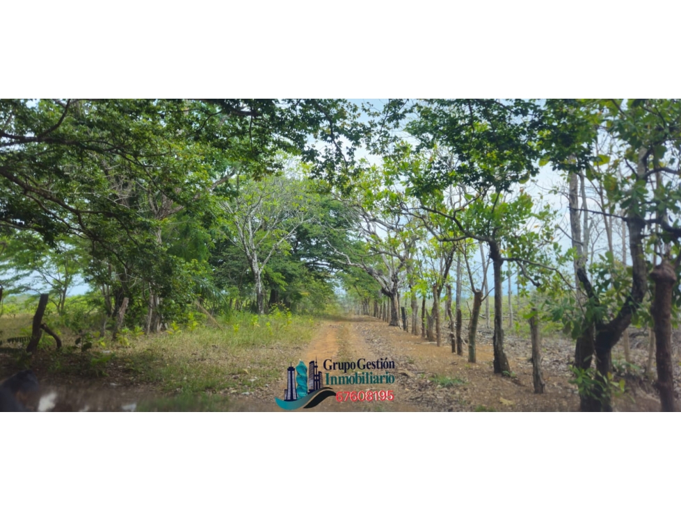 VENDO FINCA DE 65 HAS CHIRIQUI - 3