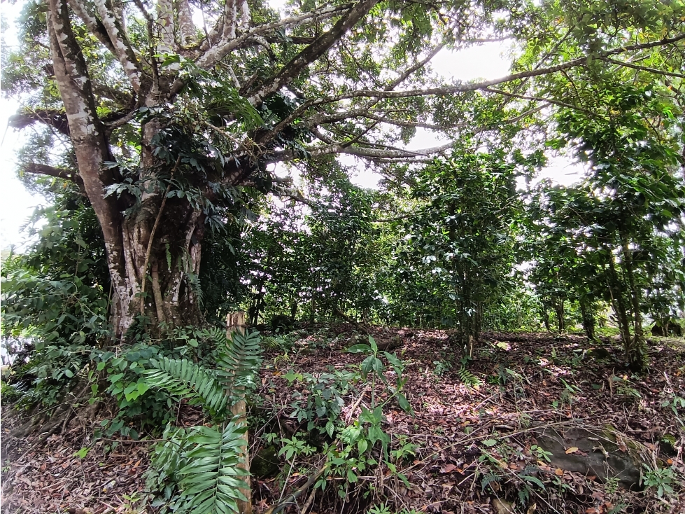 Vendo Lote en Palmira distrito de Boquete #2 — foto 3