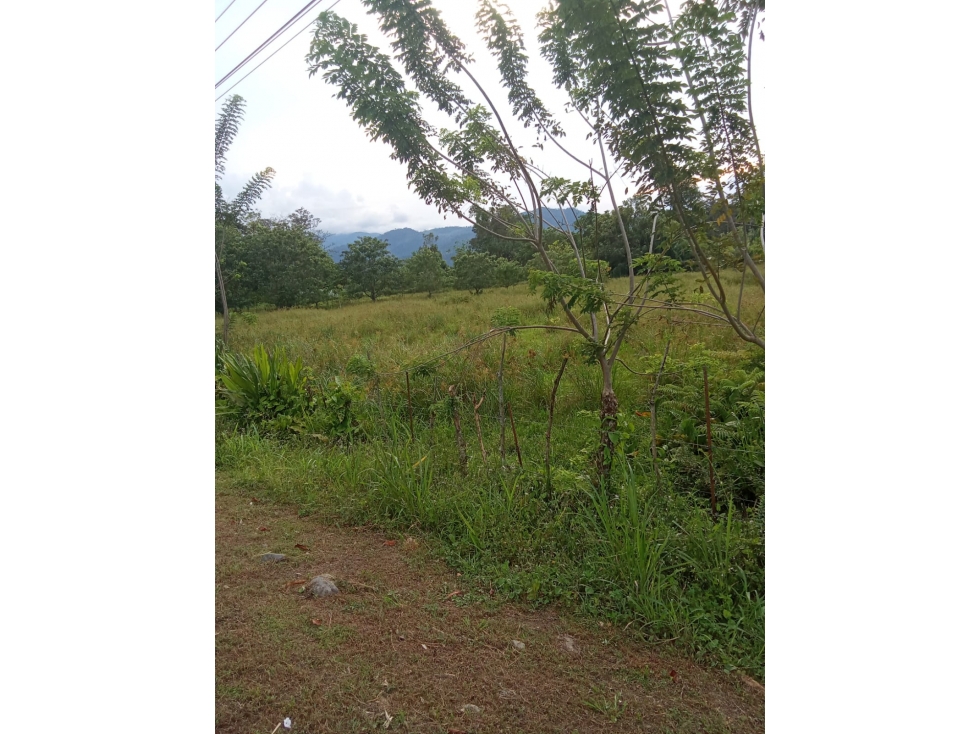 Vendo Finca a orilla de carretera principal Chiriqui Grande - 2