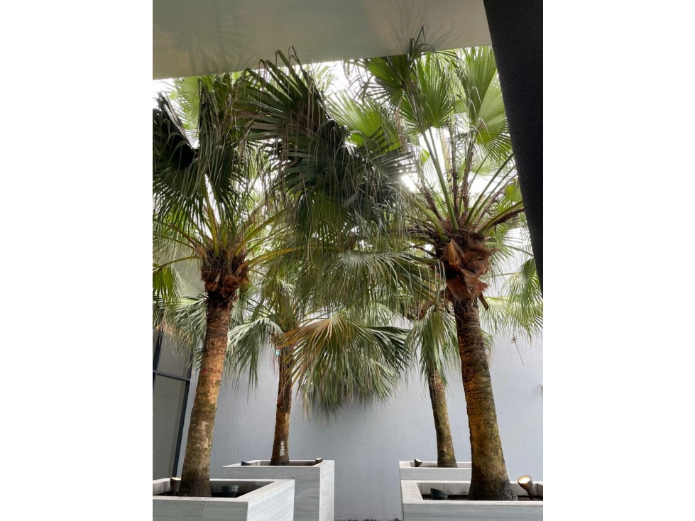 VENTA DE APARTAMENTO LINEA BLANCA EN BELLAVISTA NUOVO BY ARMANI JP — foto 4