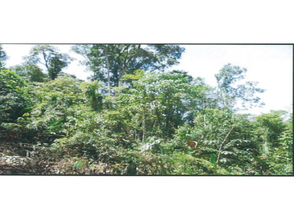 TERRENO DE 79.3 HAS CON QUEBRADA EN CHANGUINOLA, BOCAS DEL TORO - 3
