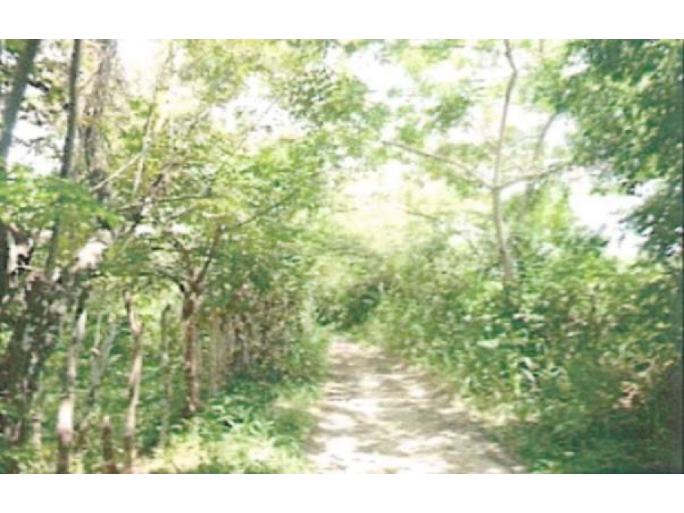TERRENO EN VENTA DE CASI 4 HECTAREAS EN RIO HATO - 3