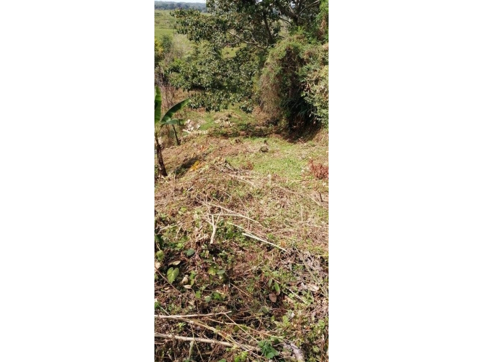 VENDO CUATRO HECTAREAS CON AGUA VIVA EN BOQUERON - 4