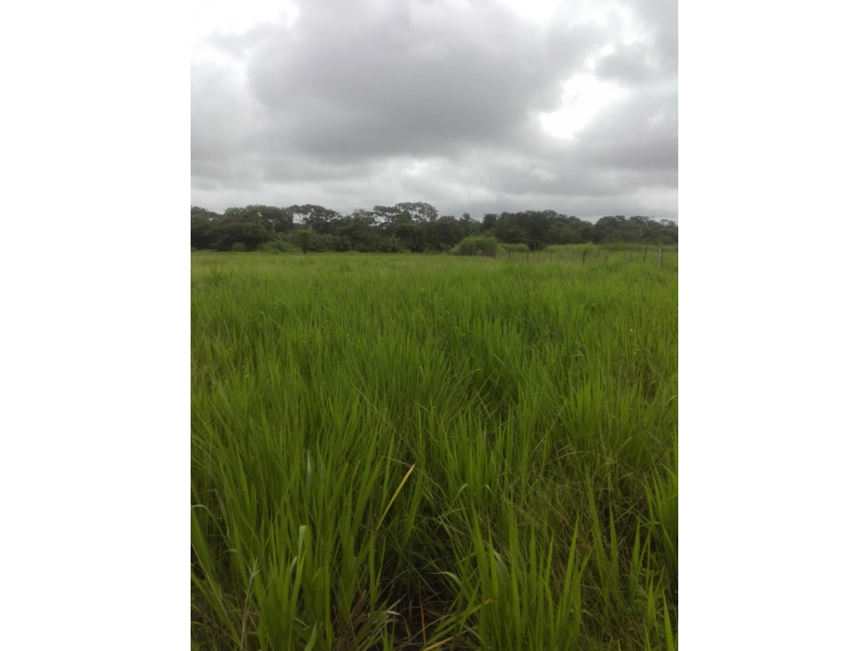 VENDO 2,500 HECTAREAS EN DARIEN - 4