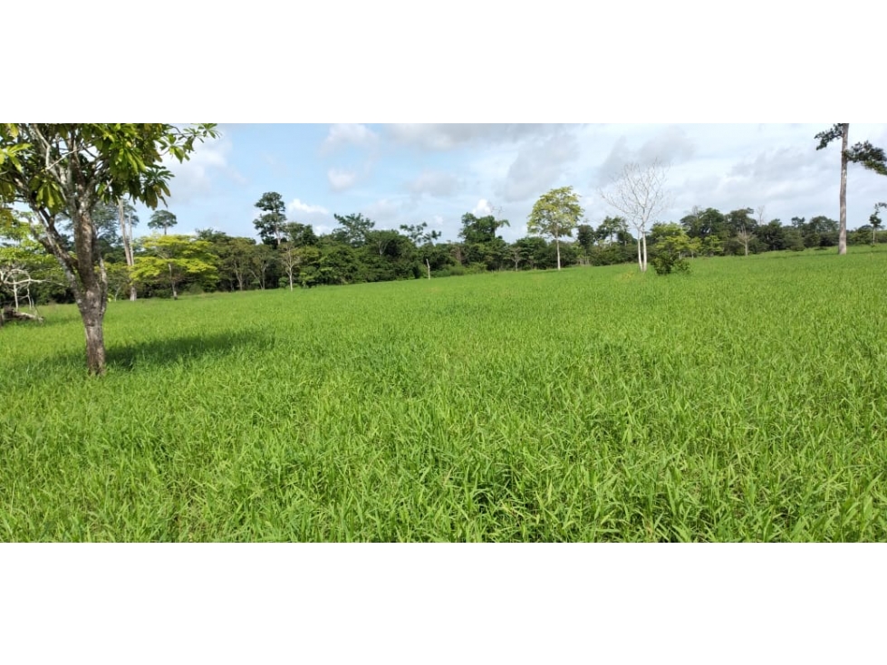 VENDO 1110 HECTAREAS EN VERAGUAS, OPORTUNIDAD ÚNICA - 3
