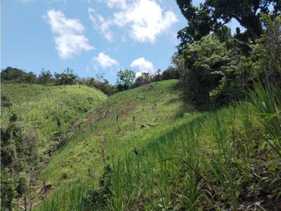 VENTA DE 11 HECTARIAS DE TERRENO EN VERAGUAS - 2
