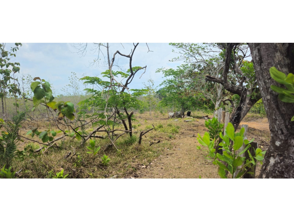 VENDO FINCA DE 65 HAS CHIRIQUI - 4
