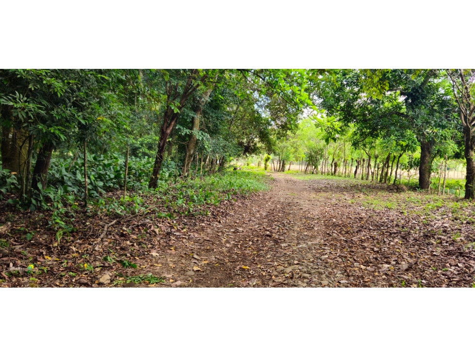 VENDO FINCA DE 2 HAS EN HIGO - 4