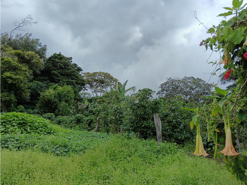 Vendo Lote en Palmira distrito de Boquete #2 — foto 4