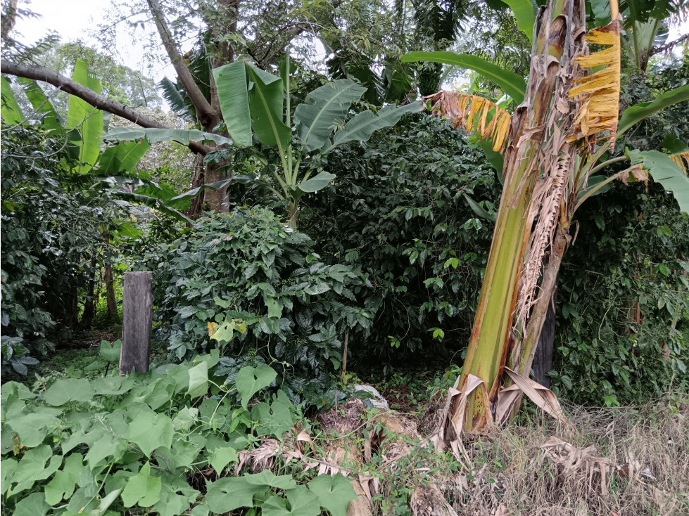 Vendo Lote en Palmira distrito de Boquete #4 — foto 3