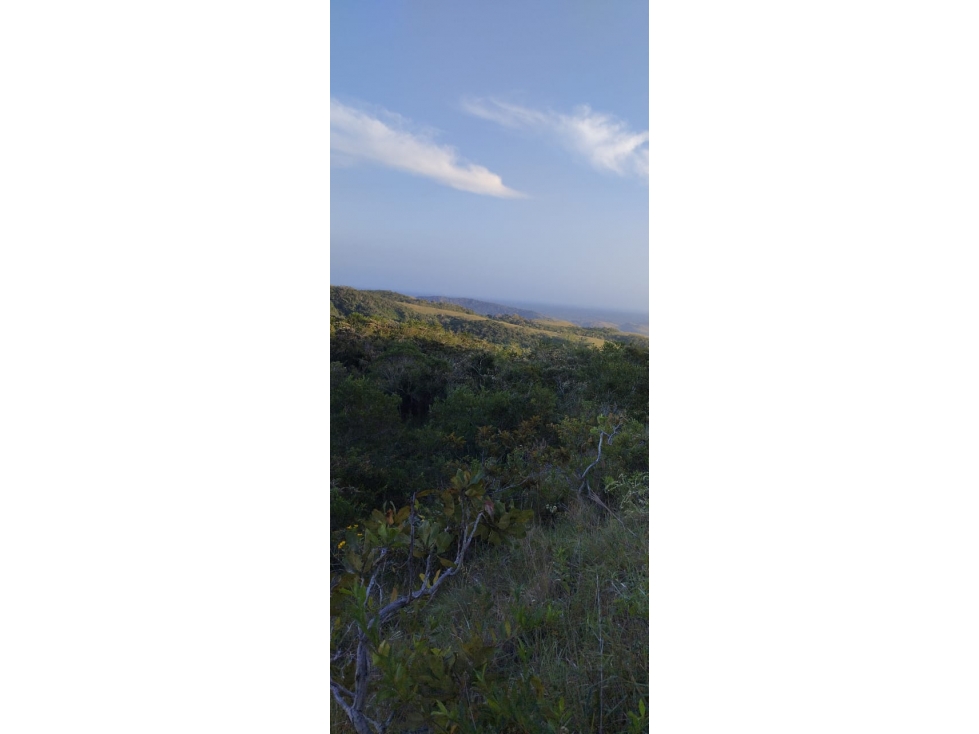 VENTA FINCA PENONOME 24,303 m2 FRENTE A CALLE PRINCIPAL MLD — foto 5