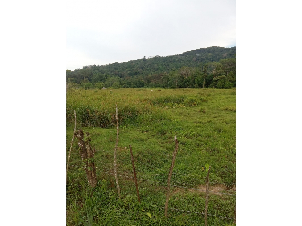 Vendo Finca a orilla de carretera principal Chiriqui Grande - 4