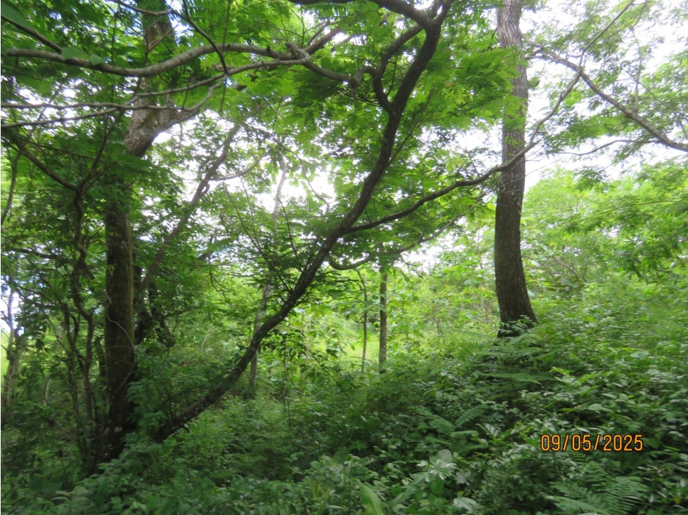 Vendo Finca en David, Chiriqui a un minuto del Federal Mall — foto 4