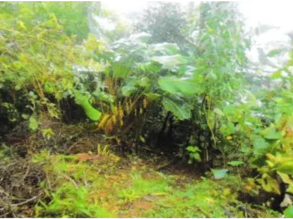 VENTA DE TERRENO EN VERAGUAS - SANTA FE 1 HECTARIA - 6