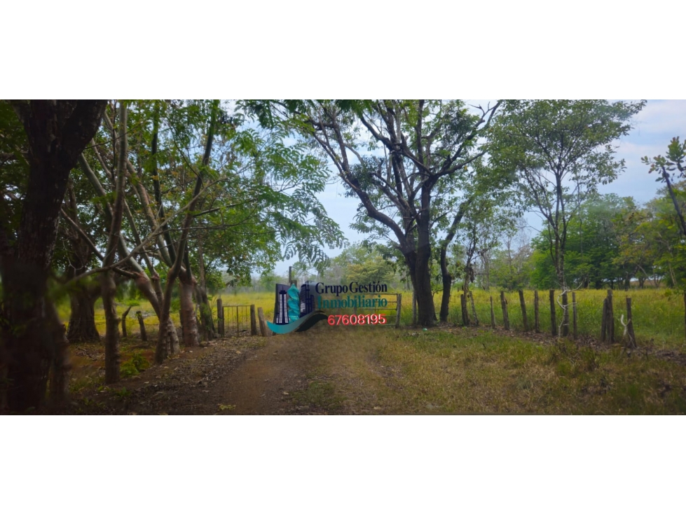 VENDO FINCA DE 65 HAS CHIRIQUI - 5