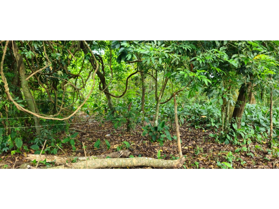 VENDO FINCA DE 2 HAS EN HIGO - 5