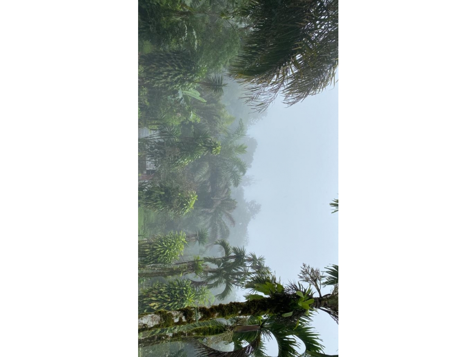 Vendo Linda finca en Cuesta de Piedra Volcan Chiriqui - 3