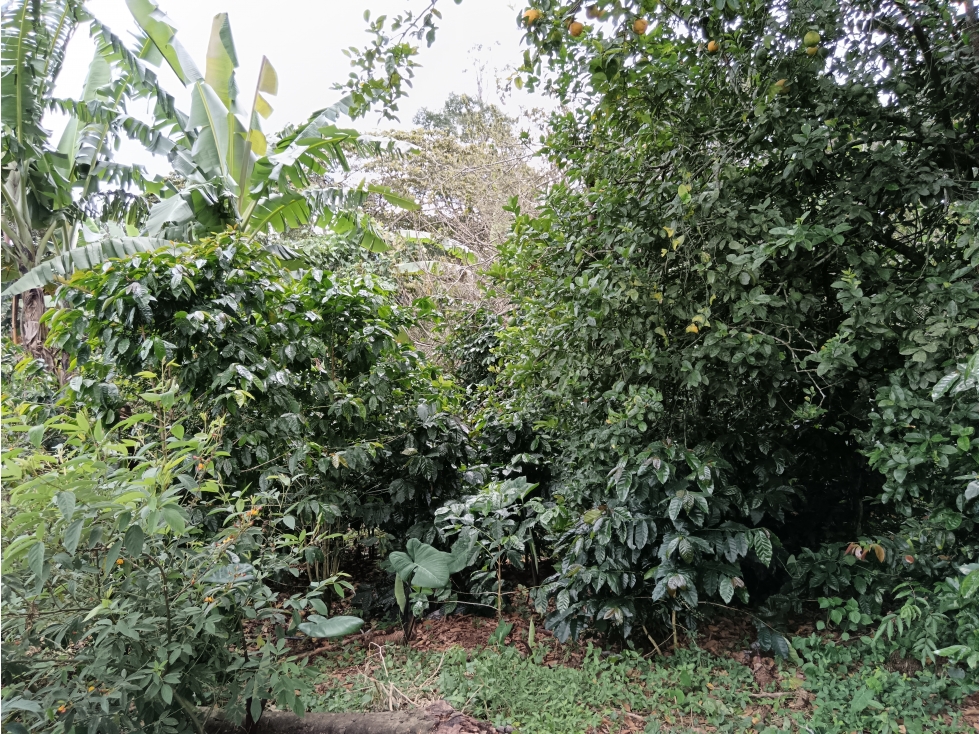 Vendo Lote en Palmira distrito de Boquete #4 — foto 5