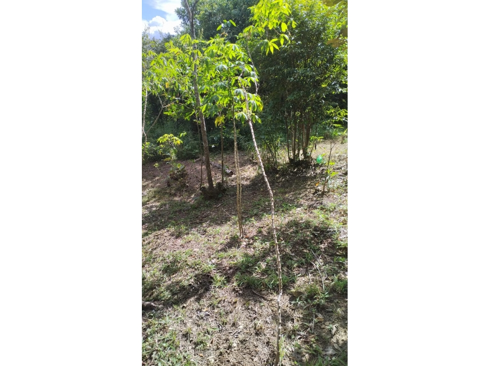 VENTA FINCA PENONOME 24,303 m2 FRENTE A CALLE PRINCIPAL MLD — foto 6