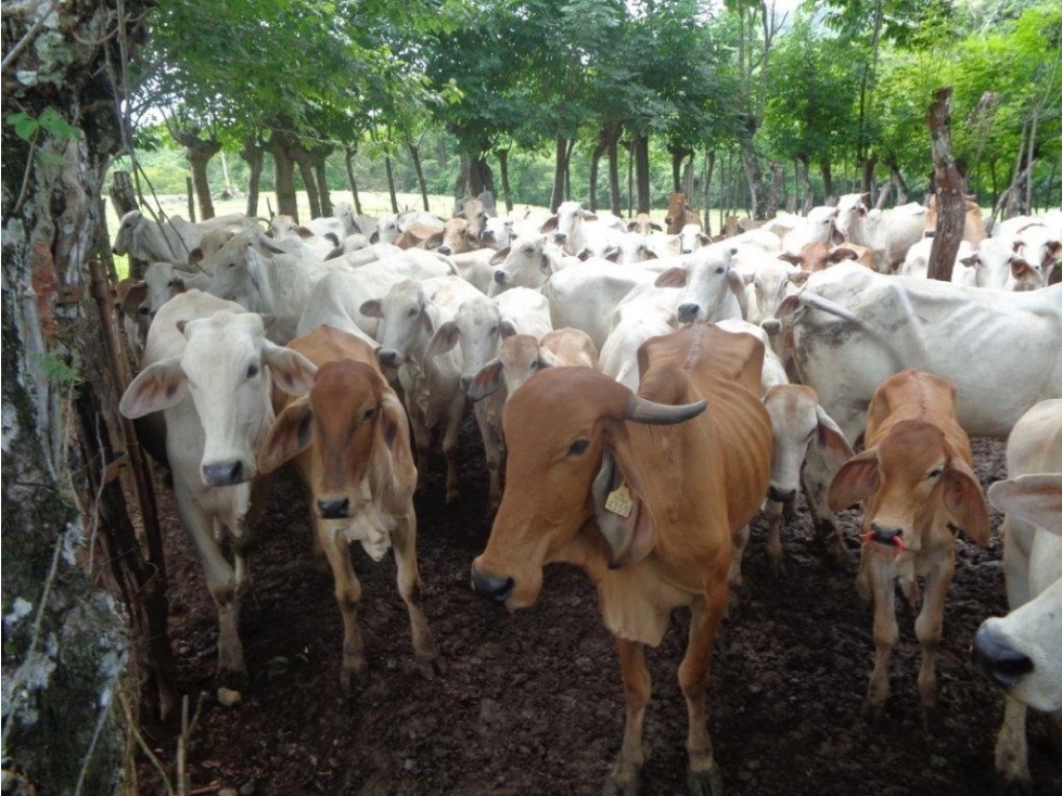 VENDO 900 HECTAREAS EN EL SUR DE SONÁ DE VERAGUAS - 3