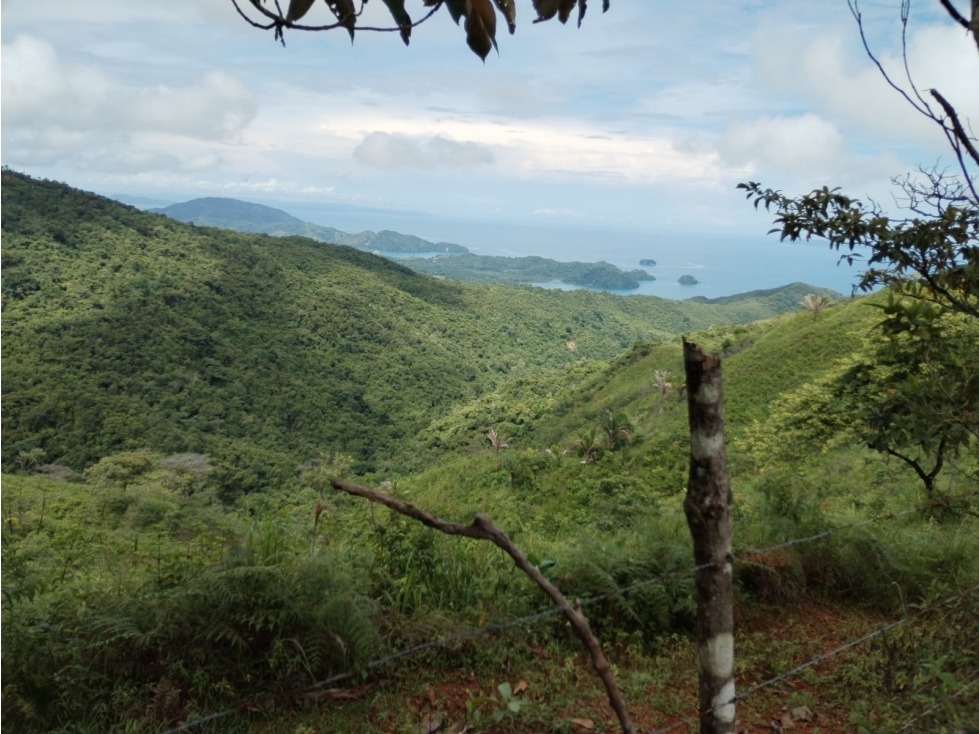 VENTA DE 11 HECTARIAS DE TERRENO EN VERAGUAS - 5
