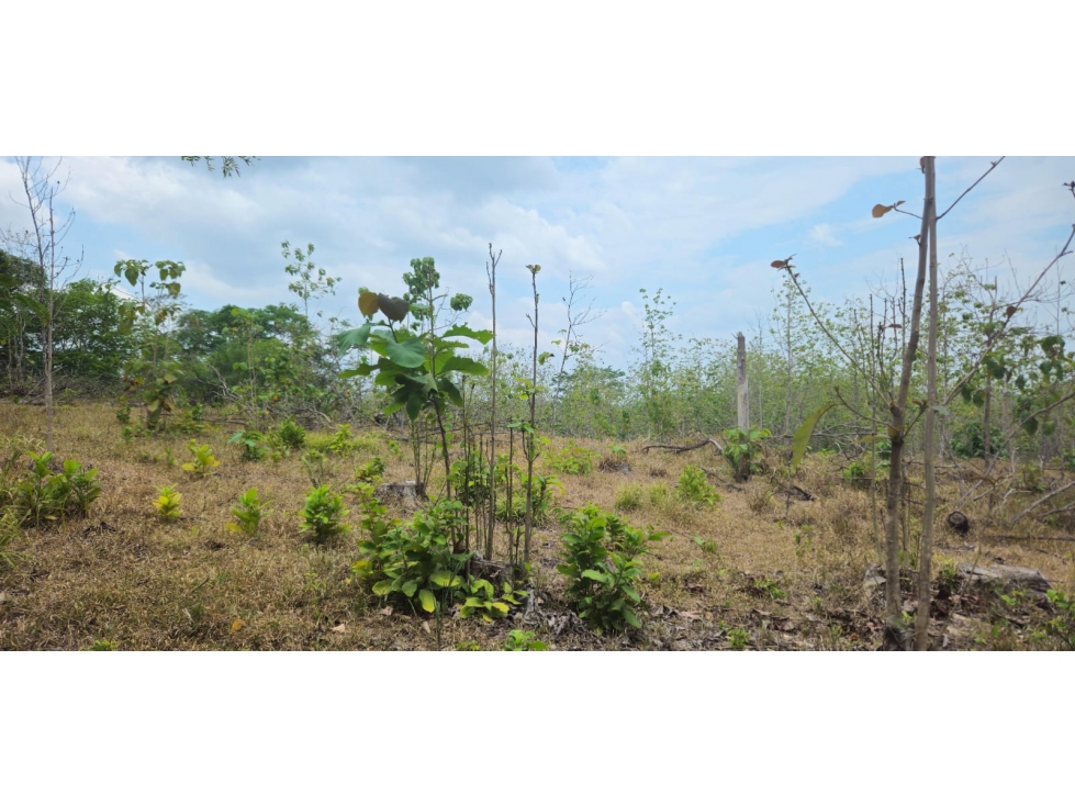 VENDO FINCA DE 65 HAS CHIRIQUI - 6