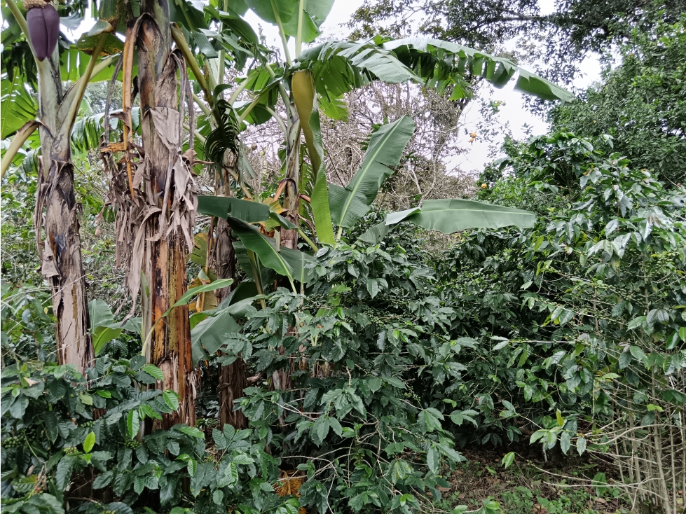 Vendo Lote en Palmira distrito de Boquete #4 — foto 6