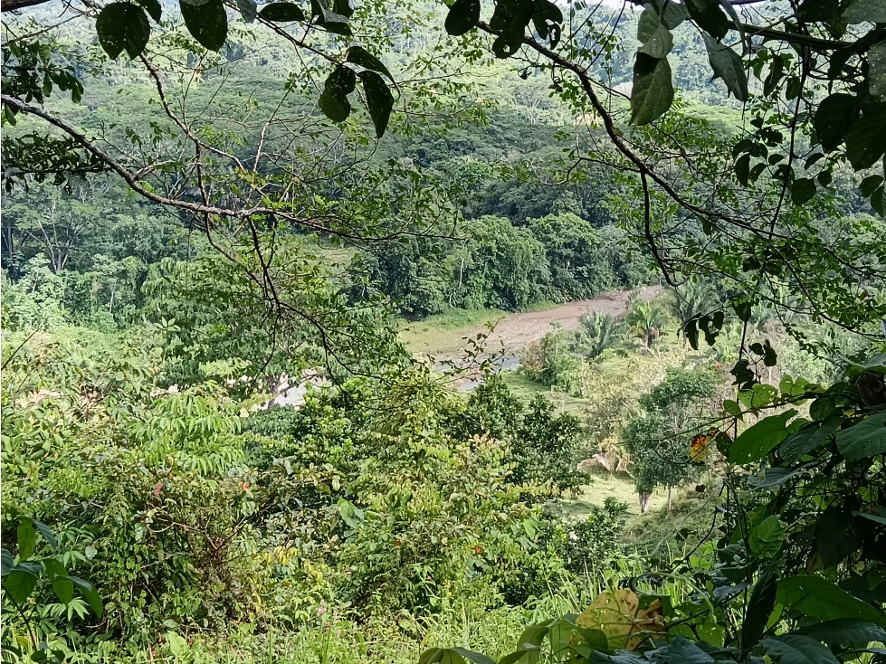 Vendo hermosa Finca a precio de Remate en Puerto Armuelles - 6