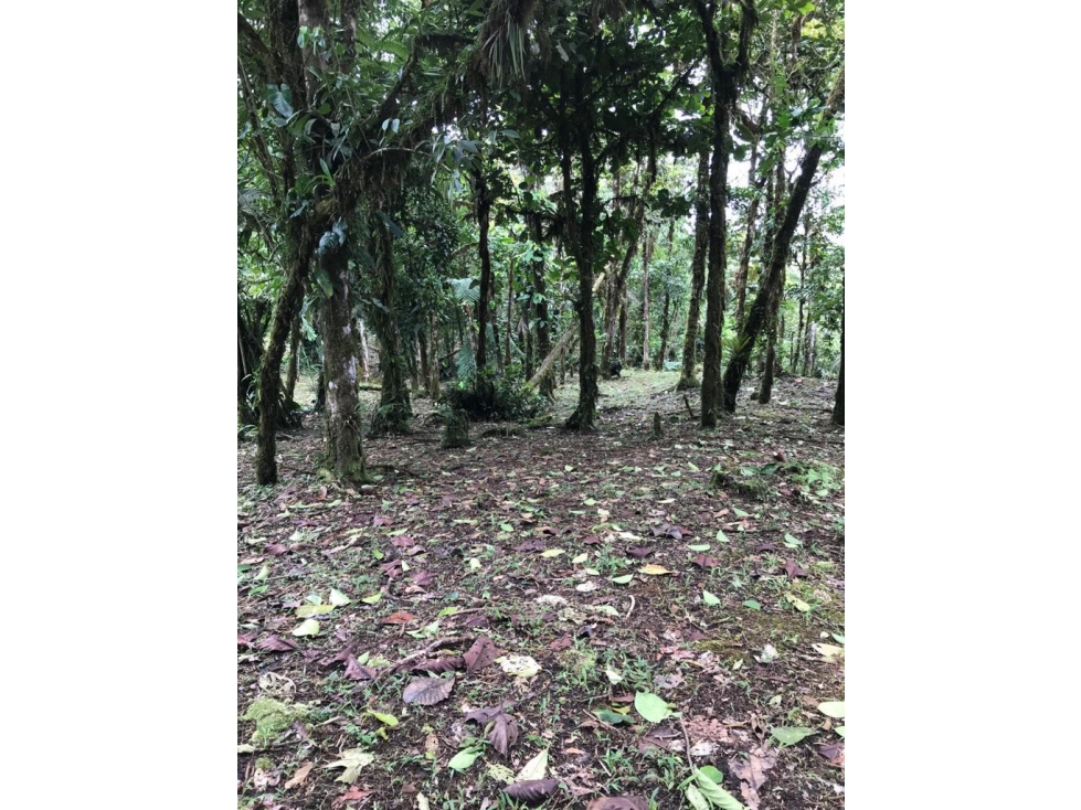 SE VENDE TERRENO EN ALTOS DEL MARIA EN BOSQUE NUBOSO 3068.16 m2 - 3