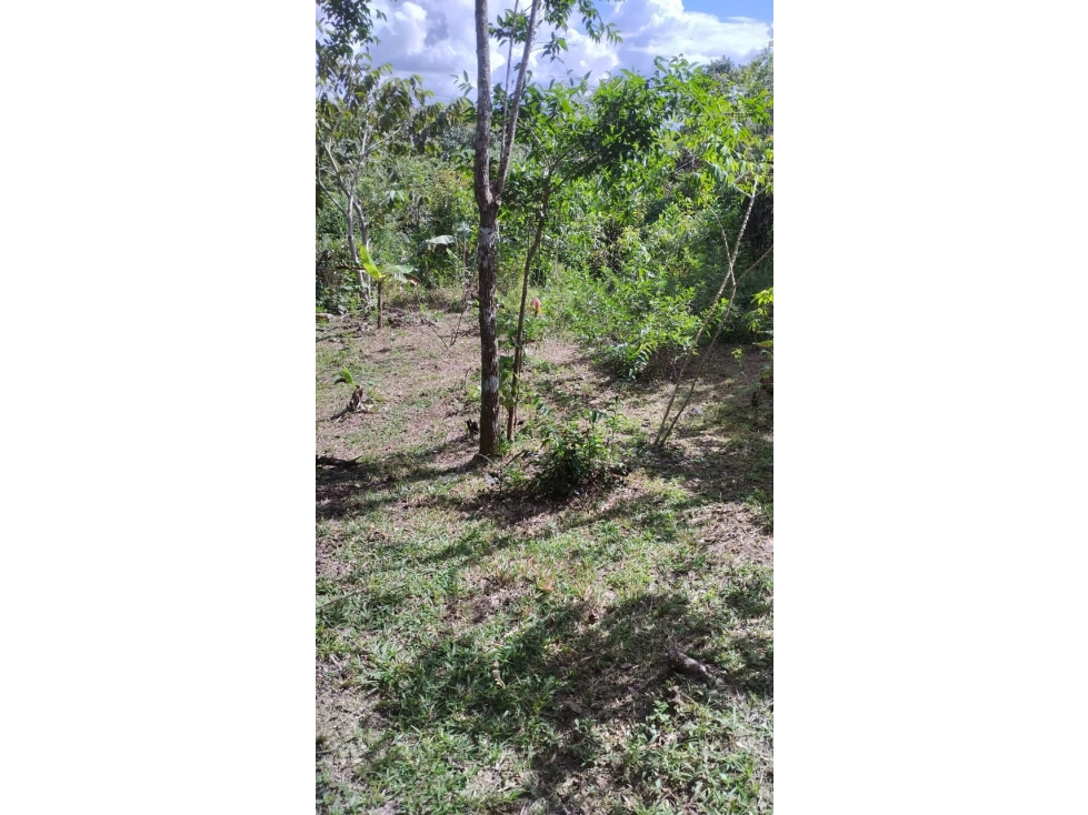 VENTA FINCA PENONOME 24,303 m2 FRENTE A CALLE PRINCIPAL MLD — foto 2