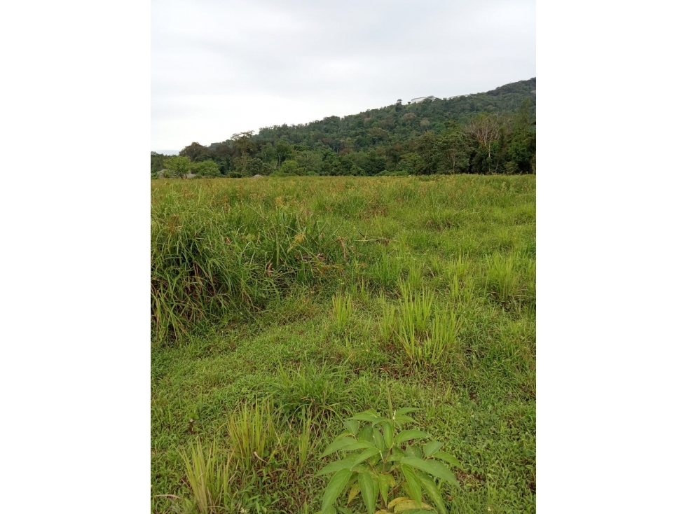 Vendo Finca a orilla de carretera principal Chiriqui Grande - 1