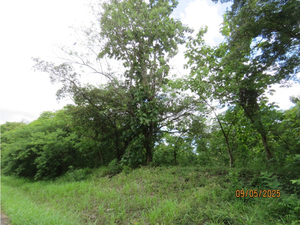 Vendo Finca en David, Chiriqui a un minuto del Federal Mall — foto 5