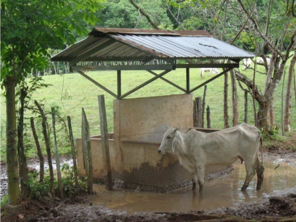 VENDO 900 HECTAREAS EN EL SUR DE SONÁ DE VERAGUAS - 5