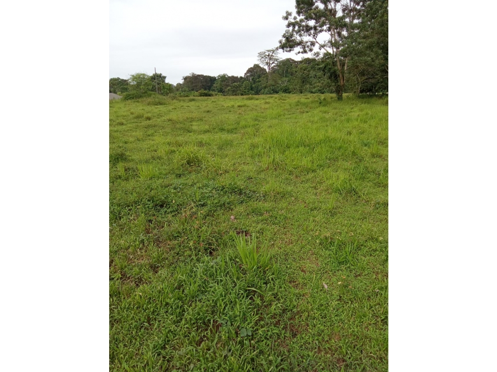 Vendo Finca a orilla de carretera principal Chiriqui Grande - 3