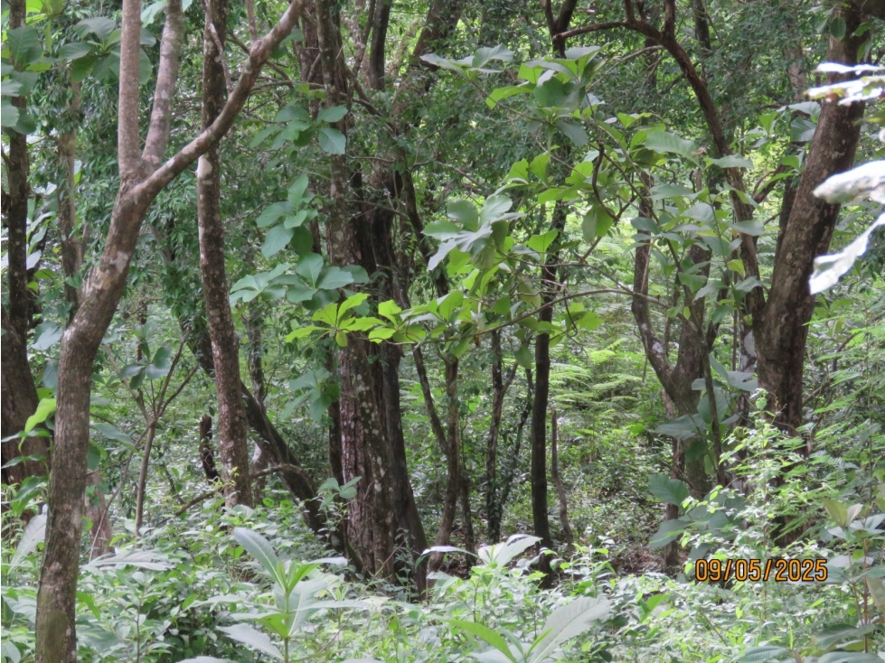 Vendo Finca en David, Chiriqui a un minuto del Federal Mall — foto 6