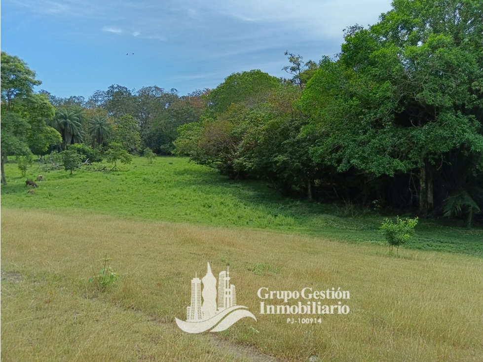 Venta finca 30 hectareas Palmar Puerto Armuelles - 3