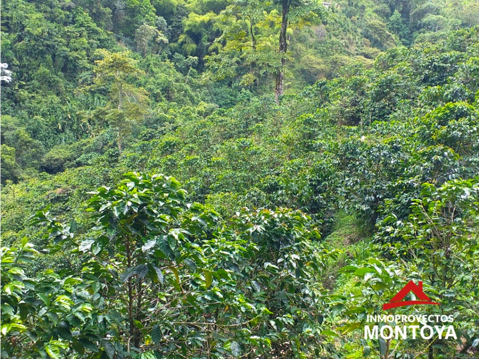Finca cafetera de 23 cuadras en la vía a Armenia — foto 6