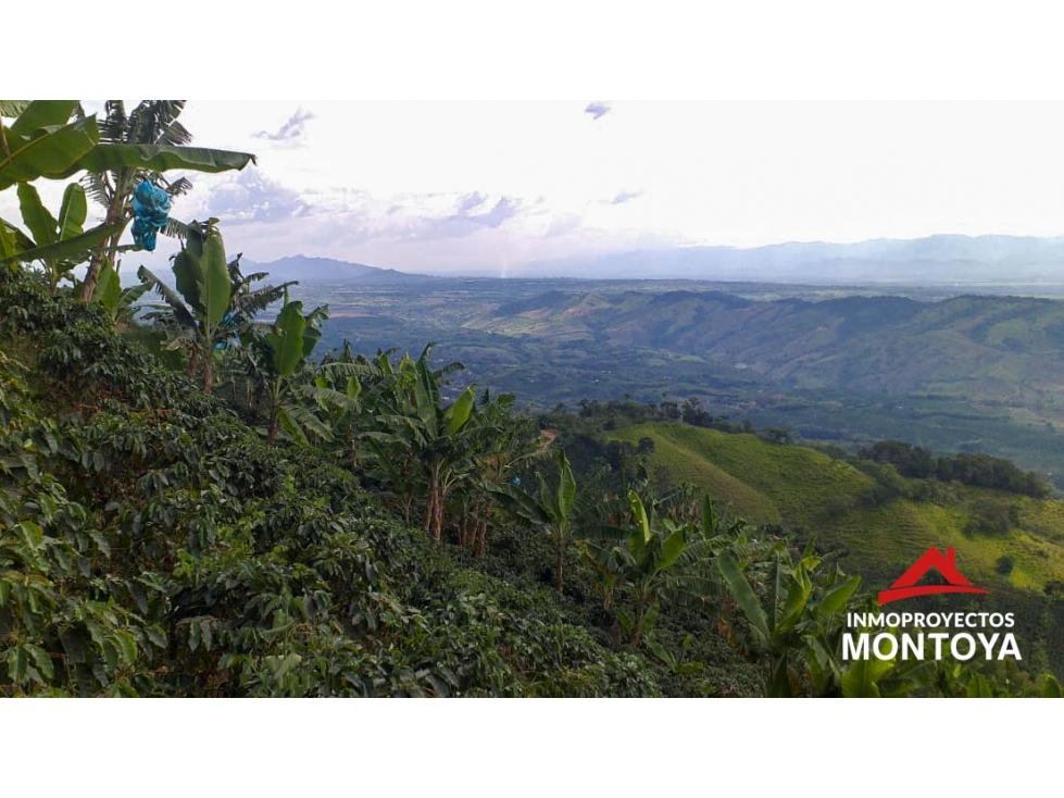 Finca cafetera tecnificada en la vía a Marsella — foto 4