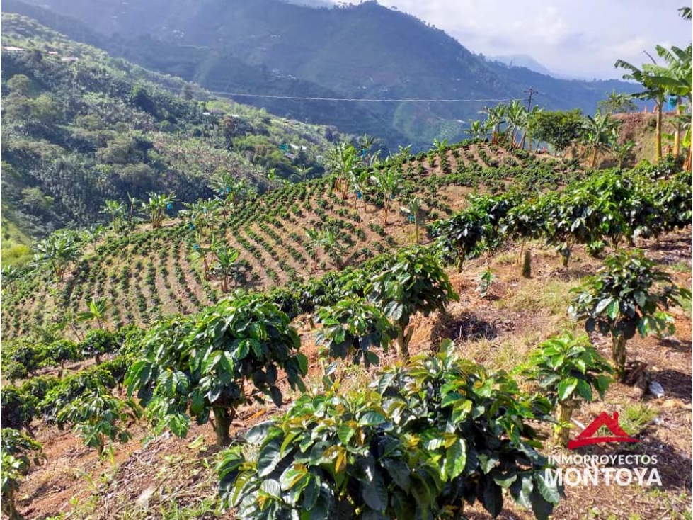 Finca cafetera tecnificada en Combia, Pereira — foto 3