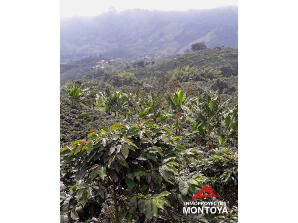 Finca cafetera tecnificada en Santa Rosa de Cabal, Risaralda — foto 4