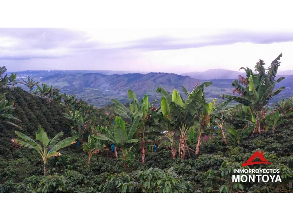 Finca cafetera tecnificada en la vía a Marsella
