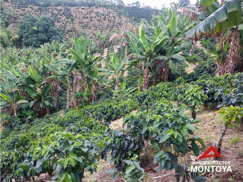 Finca cafetera tecnificada en Altagracia, Pereira — foto 5