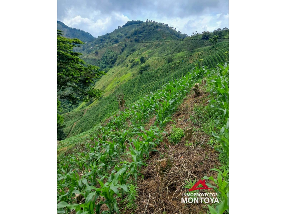 Finca cafetera en Santuario, Risaralda - 1