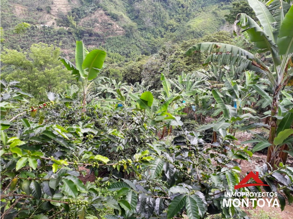 Finca cafetera a 10 min de Balboa, Risaralda - 5